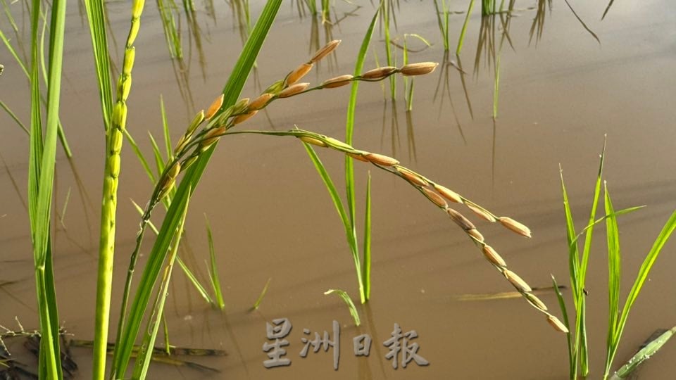 (古城第二版主文)【带你去找爱】:粒粒皆辛苦的爱!