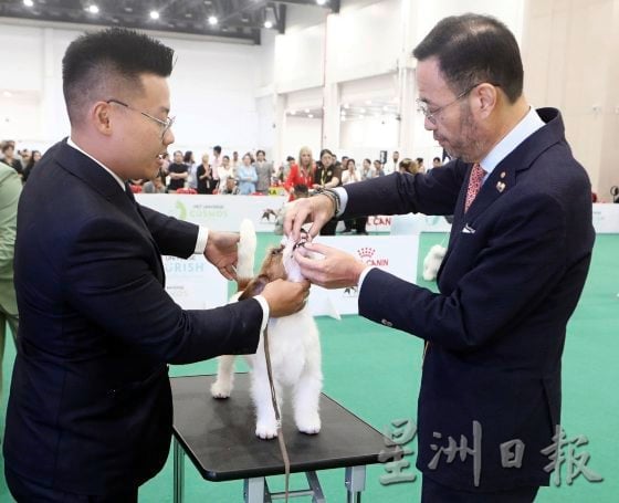 什么是纯种犬与品种犬？你知道它们的区别吗？