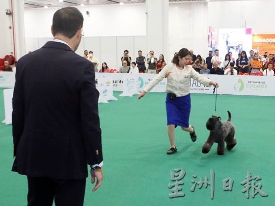 什么是纯种犬与品种犬？你知道它们的区别吗？