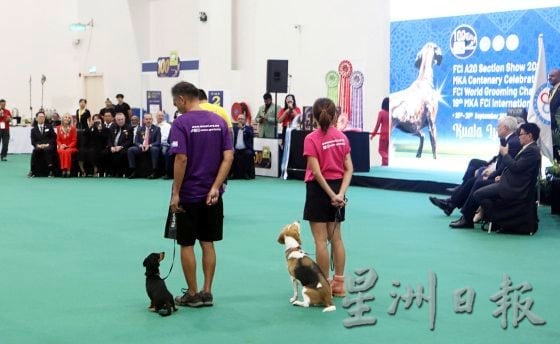 什么是纯种犬与品种犬？你知道它们的区别吗？