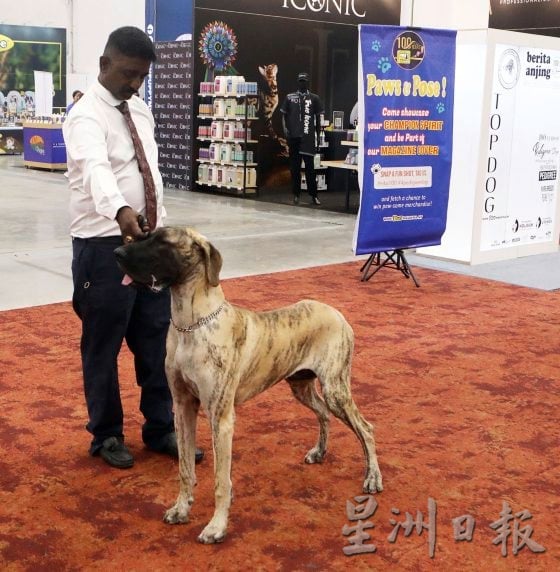 什么是纯种犬与品种犬？你知道它们的区别吗？
