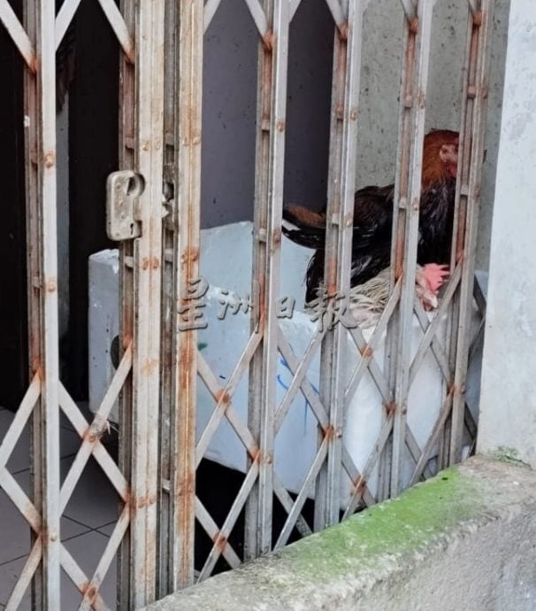 “后巷养鸡、店内活宰”再现乱象 破坏市容 卫生堪忧