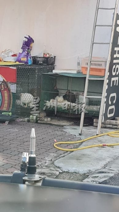 “后巷养鸡、店内活宰”再现乱象 破坏市容 卫生堪忧