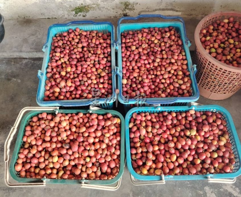 新村美化动起来/:18日见报∕新咖啡山新村 种咖啡树推动发展