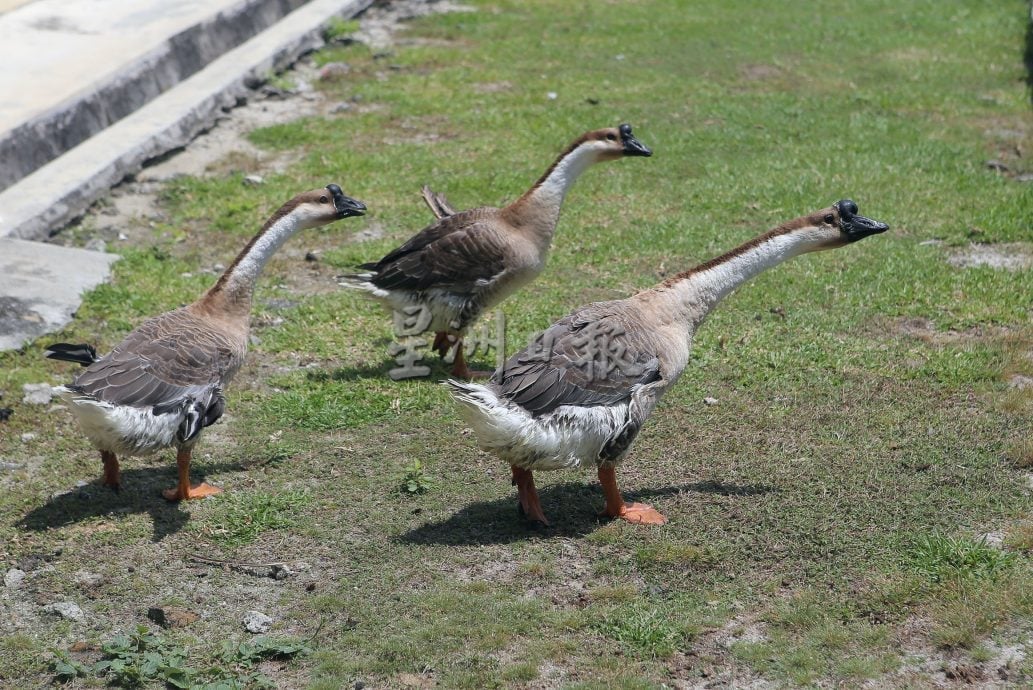 霹:19日见报∕封底主文∕微型华小 不微使命 | 东兴港新民小学看似“微小” 内则团结强大