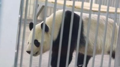 与兴兴靓靓口味一致  辰星晓月爱吃甜龙竹