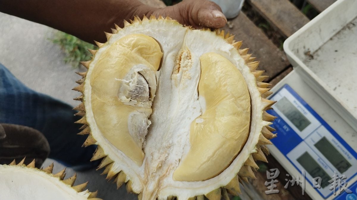 榴梿飘香季 食客路边停车吃榴梿