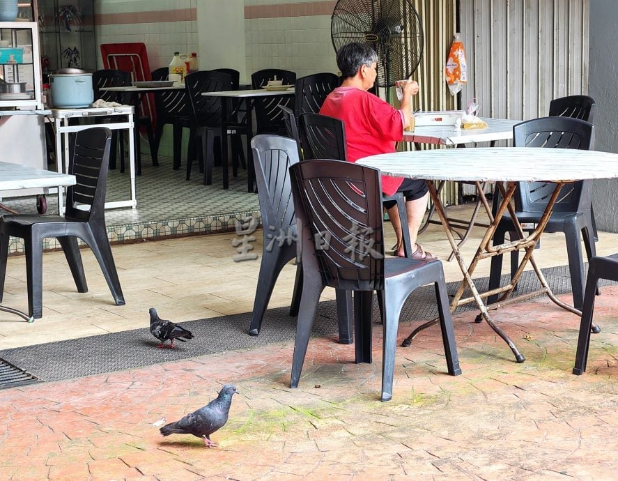 白鸽滋扰加剧，罗白与市政厅联手控制问题