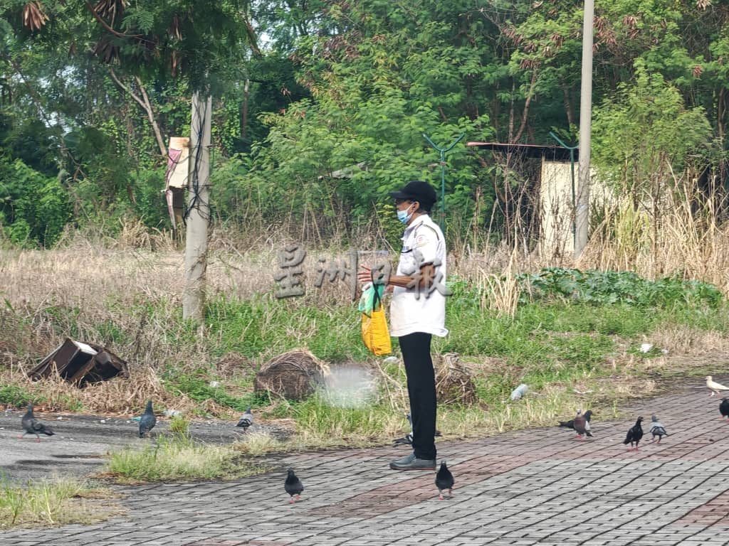 白鸽滋扰加剧，罗白与市政厅联手控制问题