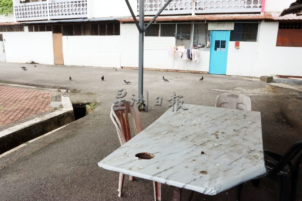 白鸽滋扰加剧，罗白与市政厅联手控制问题