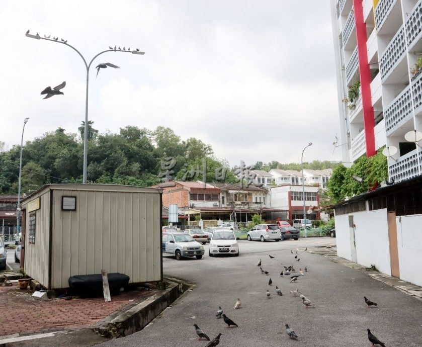 白鸽滋扰加剧，罗白与市政厅联手控制问题