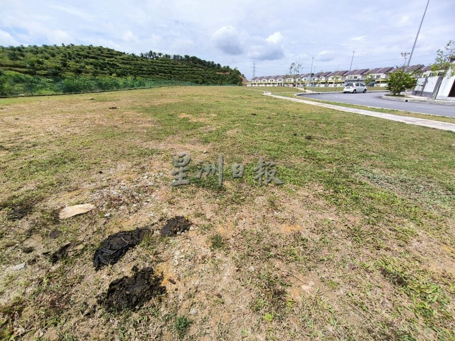 牛群闯荡绿高苑逾一年　居民吁市政厅拿出有效对策