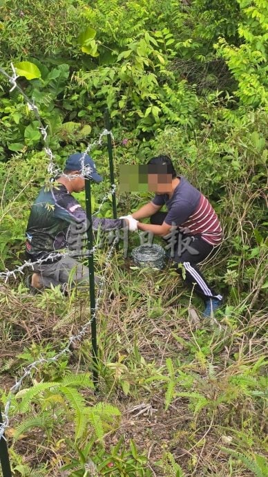 牛群闯荡绿高苑逾一年　居民吁市政厅拿出有效对策