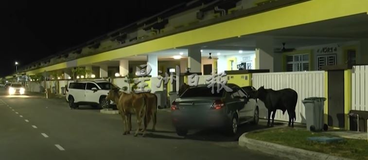牛群闯荡绿高苑逾一年　居民吁市政厅拿出有效对策