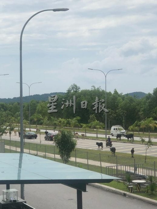 牛群闯荡绿高苑逾一年　居民吁市政厅拿出有效对策