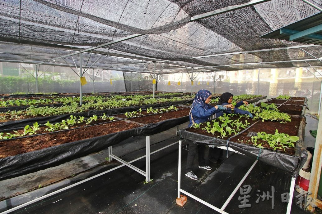 请签发（大北马）槟首个城市农耕菜园10年 林冠英争取打造温室