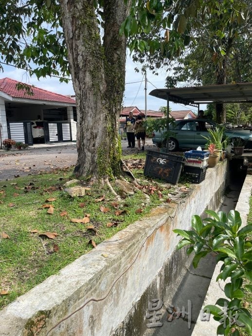 （古城版）美华花园大树