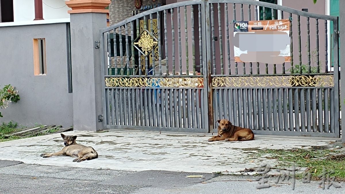 万岭园重组村受流浪狗困扰 县议会受促行动