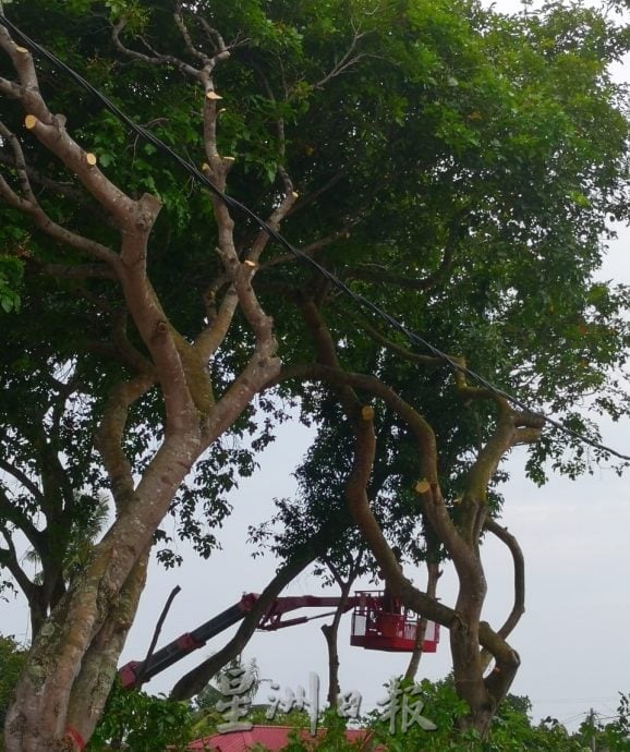 （古城版）修剪树木枝桠保障路人及车辆安全