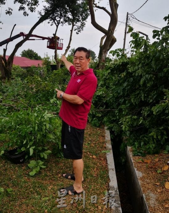 （古城版）修剪树木枝桠保障路人及车辆安全