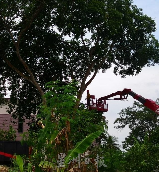 （古城版）修剪树木枝桠保障路人及车辆安全