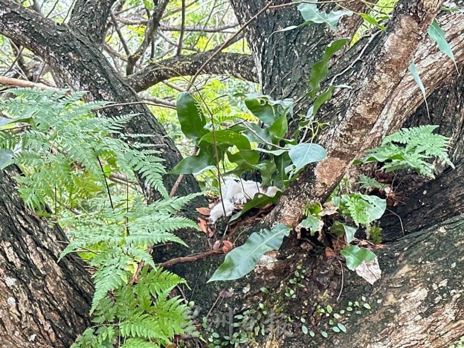 （古城第三版主文）武吉波浪柏迈猴患 猴子翻找垃圾桶觅食