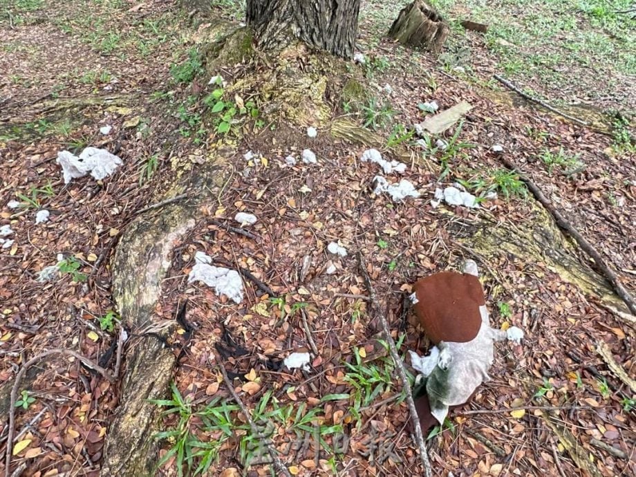 （古城第三版主文）武吉波浪柏迈猴患 猴子翻找垃圾桶觅食