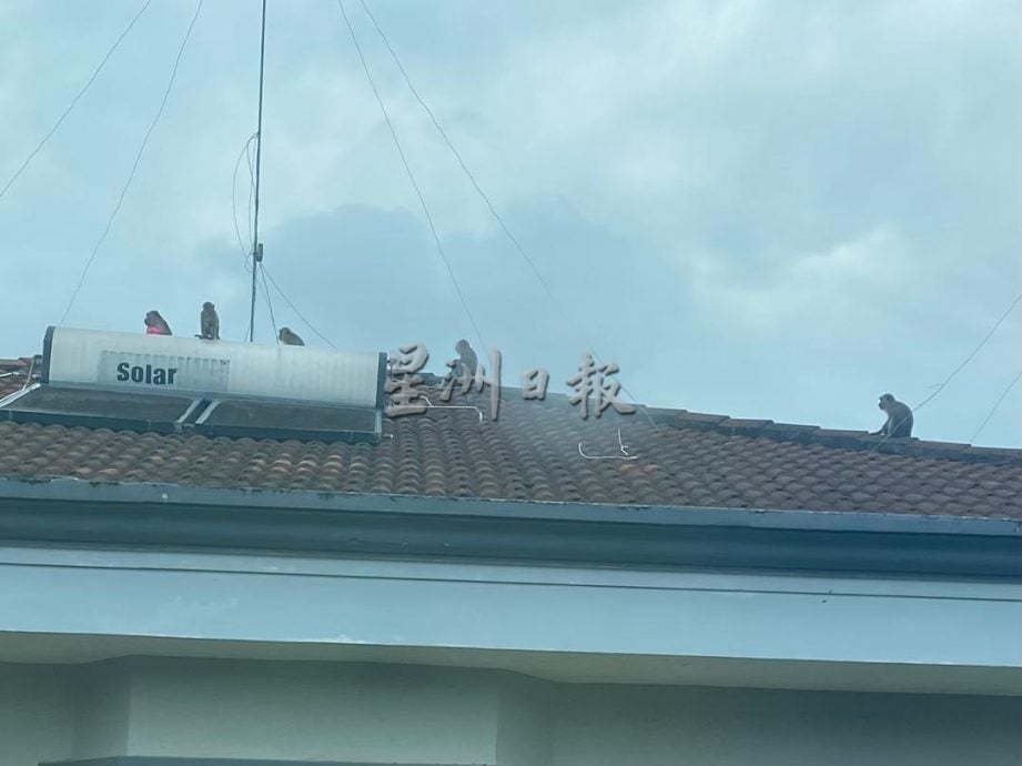 **已签发**柔：新邦令金成群野猴出没住宅区  跳屋顶爬神坛觅食扰民