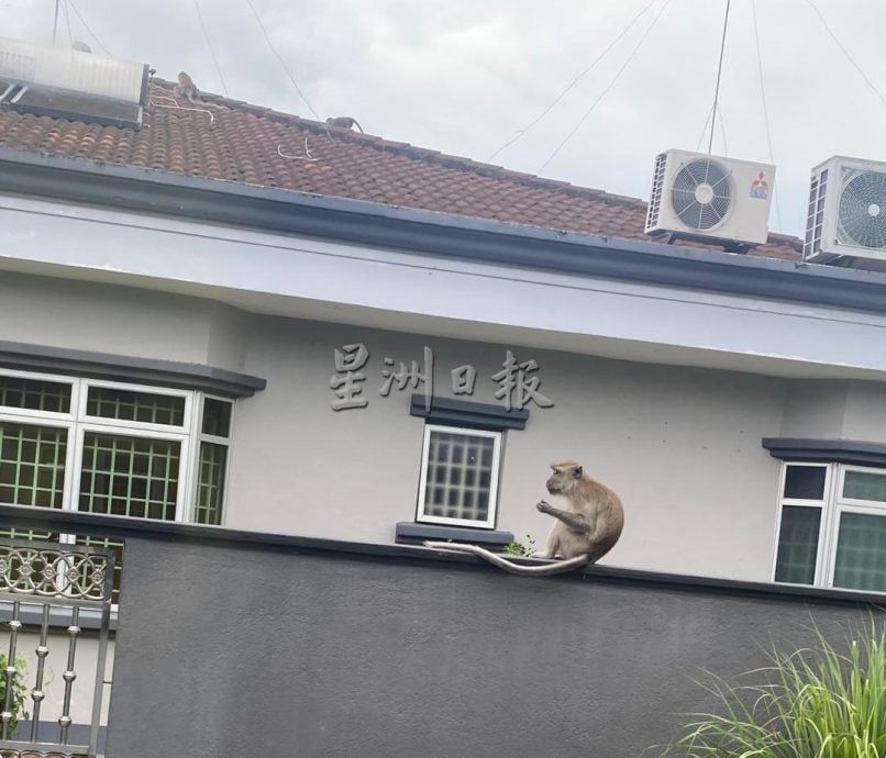 **已签发**柔：新邦令金成群野猴出没住宅区  跳屋顶爬神坛觅食扰民