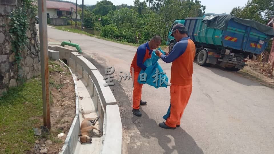 供星洲网/万茂新村数周多只流浪狗中毒亡，村长：不爱也别伤害！