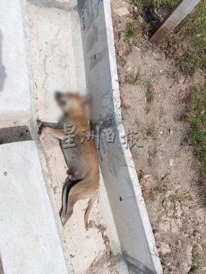 供星洲网/万茂新村数周多只流浪狗中毒亡，村长：不爱也别伤害！