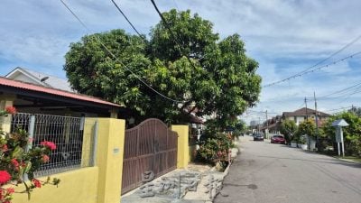 “自己种的树 自己负责”  甲市厅1月起不再免费砍树