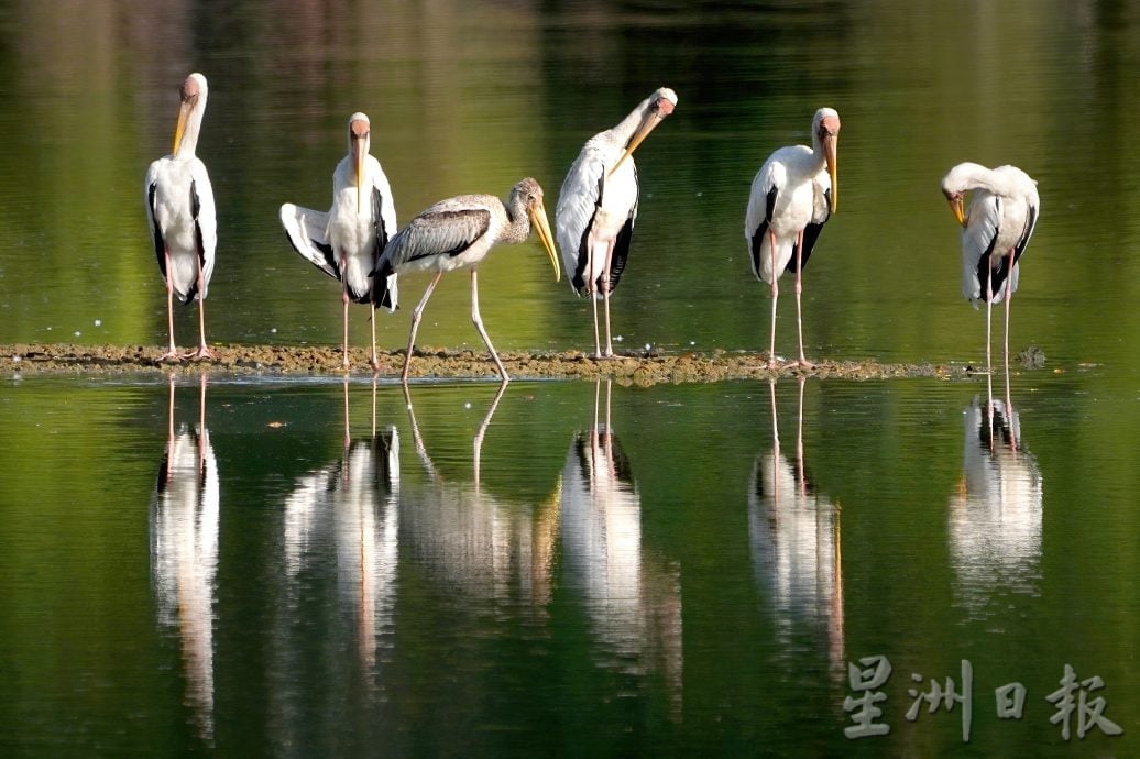 罗思义:霹雳可以这样玩 规划开盲盒生态路线
