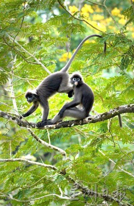 罗思义:霹雳可以这样玩 规划开盲盒生态路线