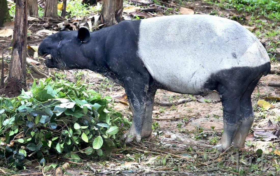罗思义:霹雳可以这样玩 规划开盲盒生态路线