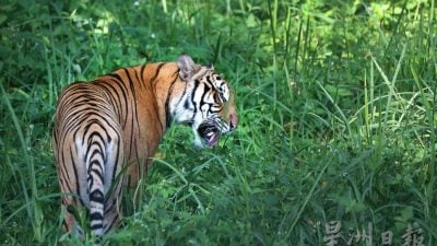 罗思义：霹雳可以这样玩 规划开盲盒生态路线