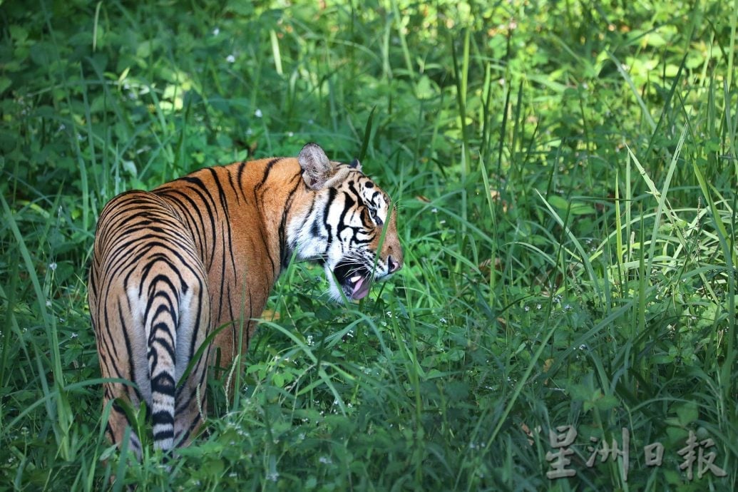 罗思义:霹雳可以这样玩 规划开盲盒生态路线