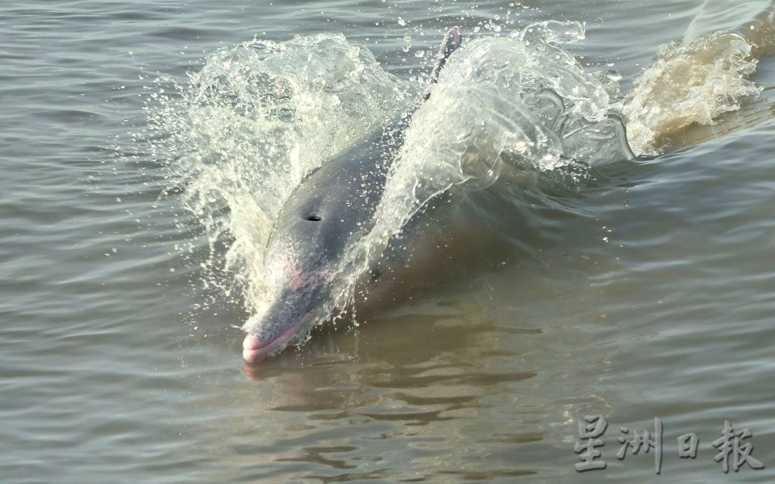 罗思义:霹雳可以这样玩 规划开盲盒生态路线