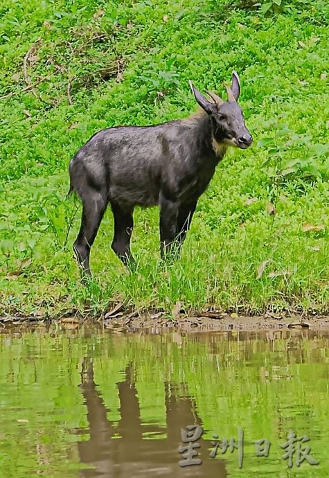 罗思义:霹雳可以这样玩 规划开盲盒生态路线