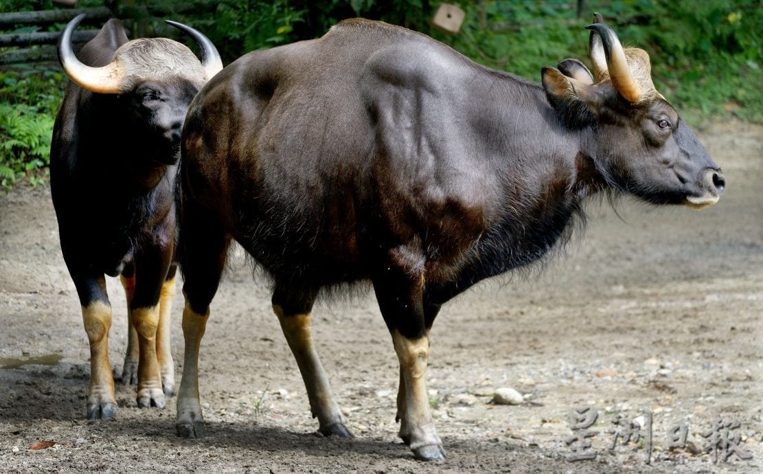 罗思义:霹雳可以这样玩 规划开盲盒生态路线