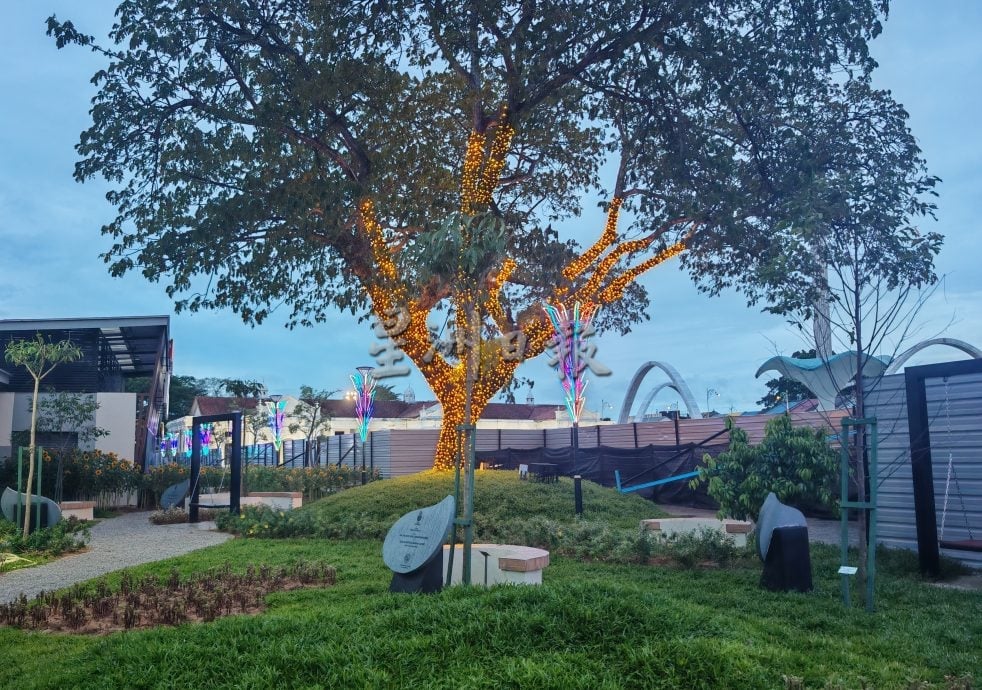 星角摄:吉打州首个“城市森林”开满向日葵。