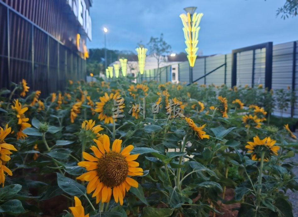星角摄:吉打州首个“城市森林”开满向日葵。