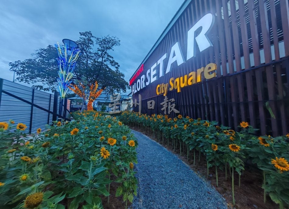 星角摄:吉打州首个“城市森林”开满向日葵。