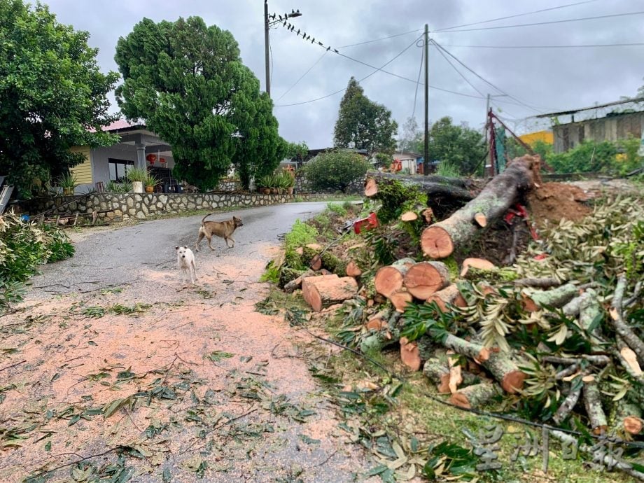 “森亚尔”肆虐后满城狼藉 波德申逾200建筑受损、上千棵树倒 当局全力清理灾区