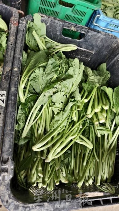 虽有进口蔬菜批发价飙80%   泰南北马水灾暂影响本地菜价不大