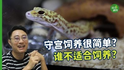 【视频】守宫饲养很简单？谁不适合饲养？
