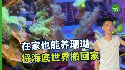 【视频】在家养珊瑚 将海底世界搬回家
