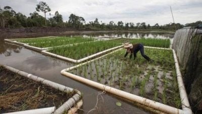 工程师的田园梦，半生心血孕育亚洲最南端稻田