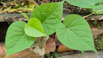 【重拾新村生活法】黄秀仪／新村天妇罗炸番薯叶