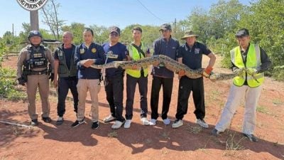 10尺蟒蛇吃太撑逃不了 野放一半吐出犬尸